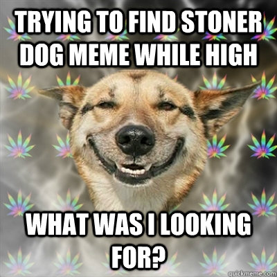 Trying to find stoner dog meme while high What was I looking for?  - Trying to find stoner dog meme while high What was I looking for?   Stoner Dog