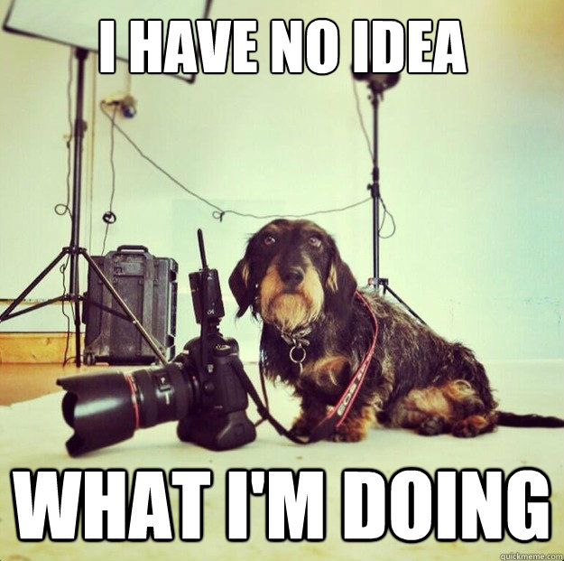 I have no idea what I'm doing  Photographer dog