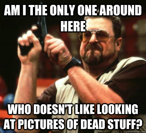 Am i the only one around here who doesn't like looking at pictures of dead stuff?  Am I The Only One Around Here
