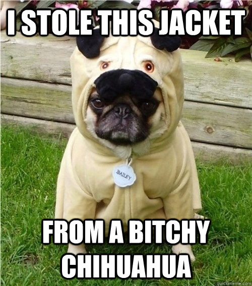 I stole this jacket From a bitchy chihuahua  