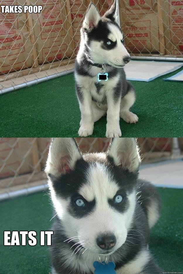takes poop eats it  Insanity puppy