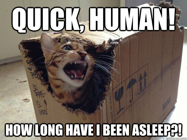 Quick, human! how long have I been asleep?! - Quick, human! how long have I been asleep?!  schrodinger cat