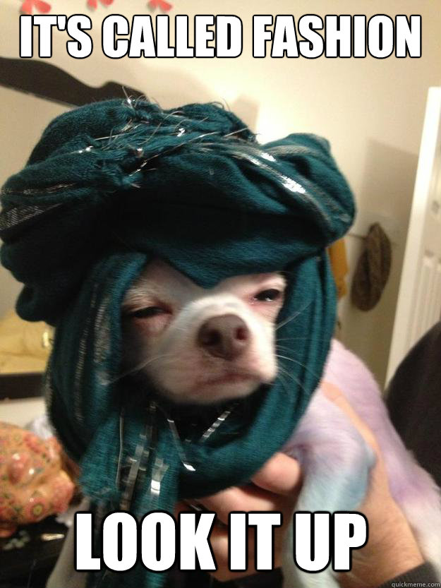 It's called fashion Look it up - It's called fashion Look it up  fashion chihuahua