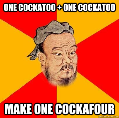 ONE COCKATOO + ONE COCKATOO MAKE ONE COCKAFOUR  Confucius says