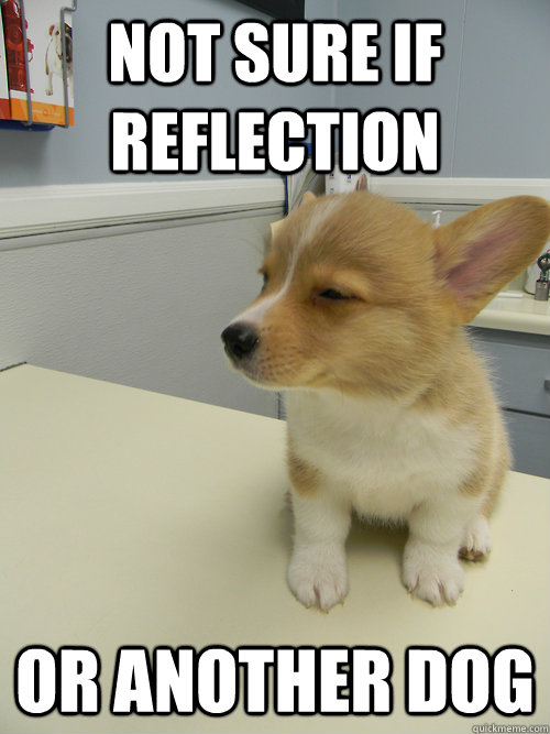 not sure if reflection or another dog - not sure if reflection or another dog  Futurama Fry Dog