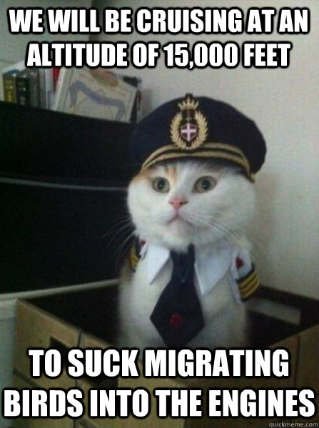 We will be cruising at an altitude of 15,000 feet To suck migrating birds into the engines  Captain kitteh