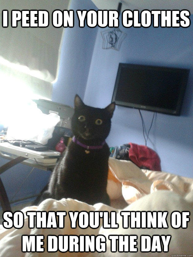 I peed on your clothes So that you'll think of me during the day  overly attached cat