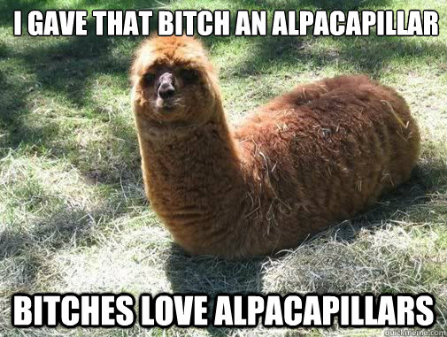 i gave that bitch an alpacapillar  bitches love alpacapillars  