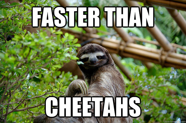 Faster than Cheetahs  Fabulous Sloth