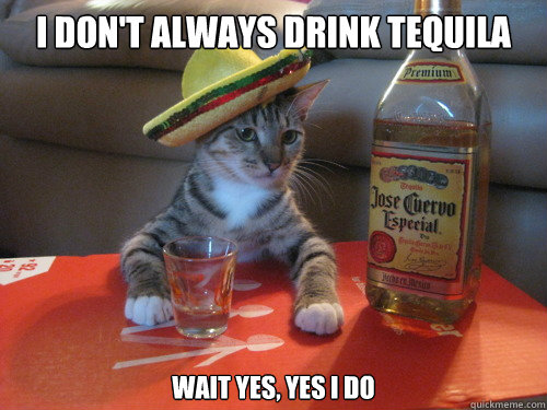 i don't always drink tequila wait yes, yes i do - i don't always drink tequila wait yes, yes i do  Most Interesting Kitty