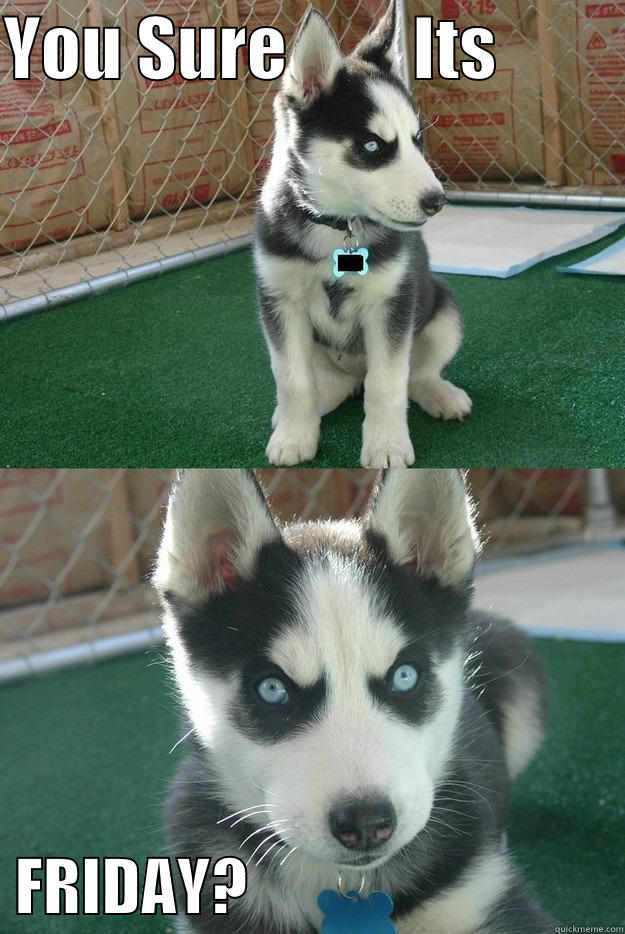 YOU SURE         ITS            FRIDAY?                              Insanity puppy