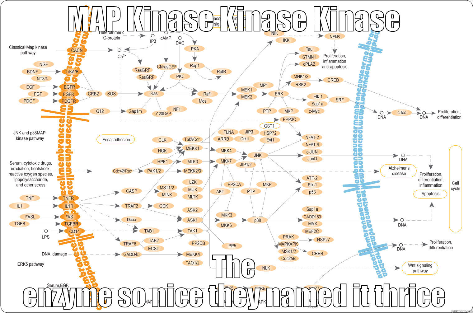 MAP KINASE KINASE KINASE THE ENZYME SO NICE THEY NAMED IT THRICE Misc