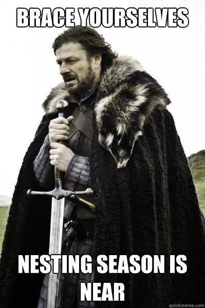 Brace yourselves Nesting Season is Near  Brace Steve