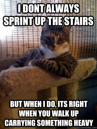 I dont always sprint up the stairs but when i do, its right when you walk up carrying something heavy  The Most Interesting Cat in the World