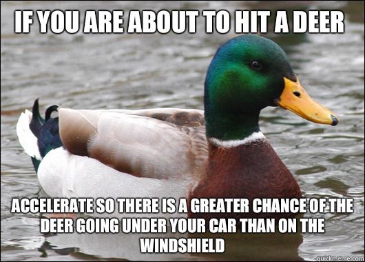 If you are about to hit a deer Accelerate so there is a greater chance of the deer going under your car than on the windshield  Actual Advice Mallard