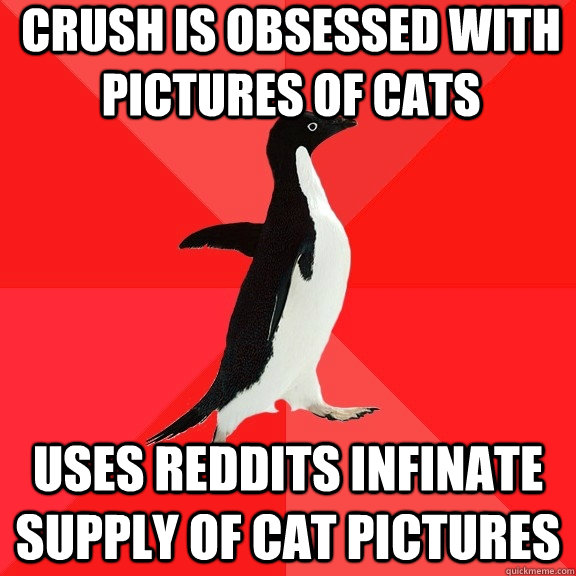 Crush is obsessed with pictures of cats uses reddits infinate supply of cat pictures  Socially Awesome Penguin