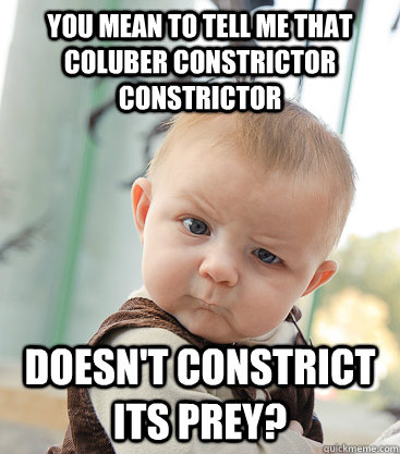 you mean to tell me that coluber constrictor constrictor doesn't constrict its prey? - you mean to tell me that coluber constrictor constrictor doesn't constrict its prey?  skeptical baby