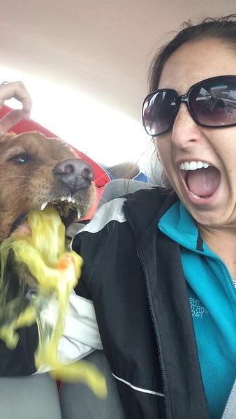 Perfectly timed dog selfie -   Misc