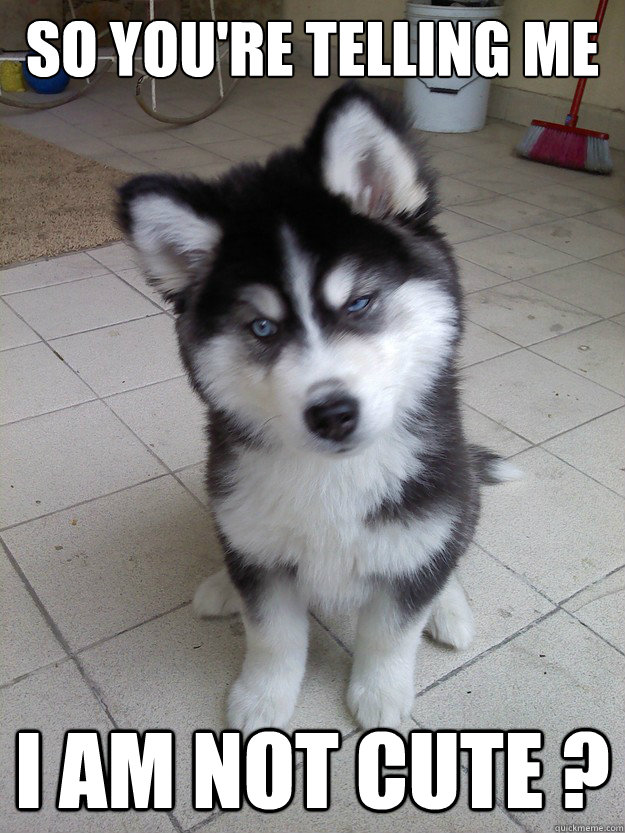 so you're telling me I am not Cute ? - so you're telling me I am not Cute ?  Skeptical Husky Puppy