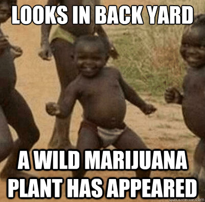 looks in back yard a wild marijuana plant has appeared  Third World Success Kid