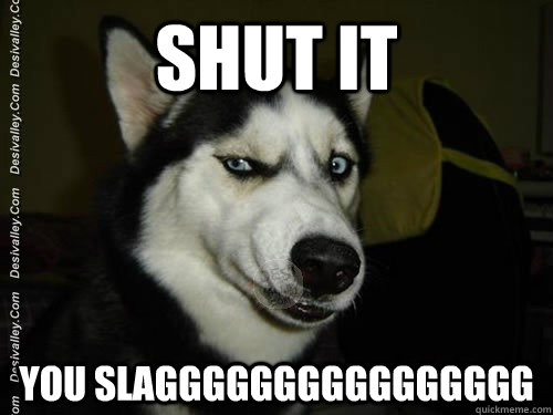 shut it you slagggggggggggggggg - shut it you slagggggggggggggggg  Questioning dog