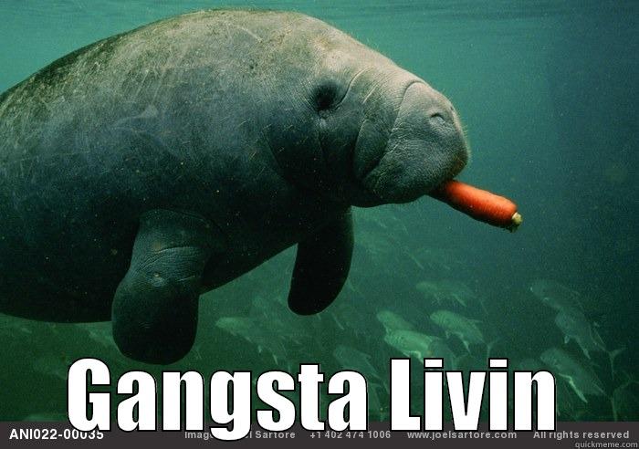 gangsta manatee -  GANGSTA LIVIN Misc