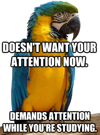  Demands attention while you're studying. Doesn't want your attention now. -  Demands attention while you're studying. Doesn't want your attention now.  Scumbag Pet Parrot