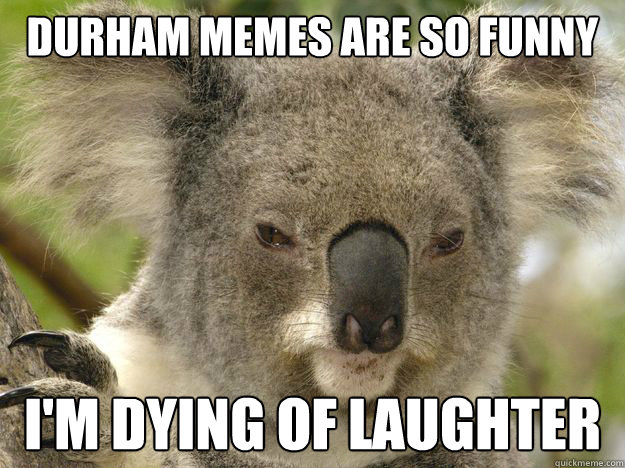 DURHAM MEMES ARE SO FUNNY I'M DYING OF LAUGHTER - DURHAM MEMES ARE SO FUNNY I'M DYING OF LAUGHTER  Serious koala