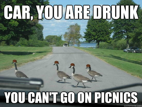 car, you are drunk
 you can't go on picnics  Scumbag Geese