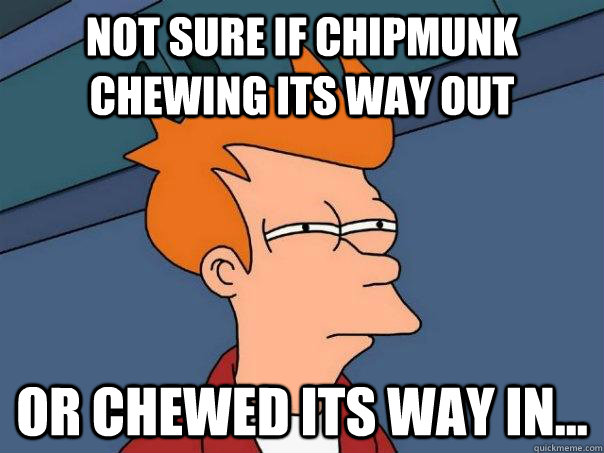Not sure if chipmunk chewing its way out Or chewed its way in...  Futurama Fry