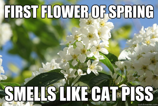 first flower of spring smells like cat piss - first flower of spring smells like cat piss  fuck this tree and its blossoms