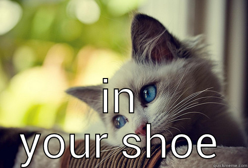   First World Problems Cat