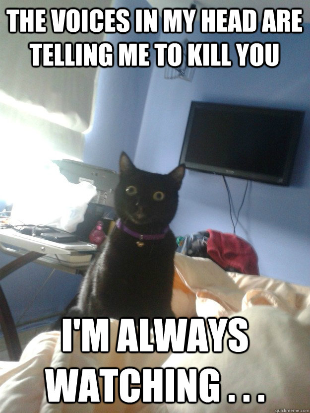 the voices in my head are telling me to kill you  i'm always watching . . .  overly attached cat