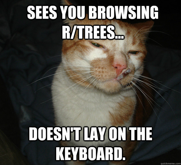 sees you browsing r/trees... doesn't lay on the keyboard.  Cool Cat Craig