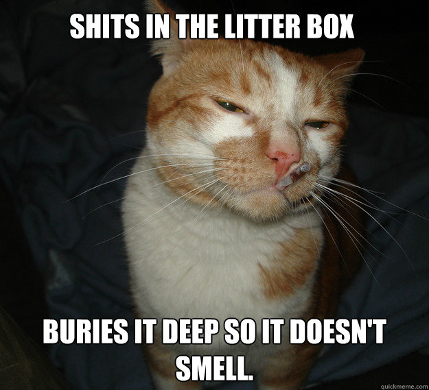 Shits in the litter box Buries it deep so it doesn't smell.  Cool Cat Craig