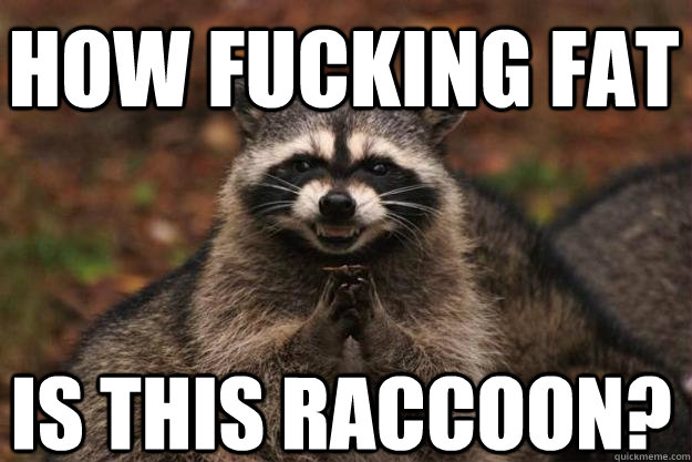 how fucking fat is this raccoon?  Evil Plotting Raccoon