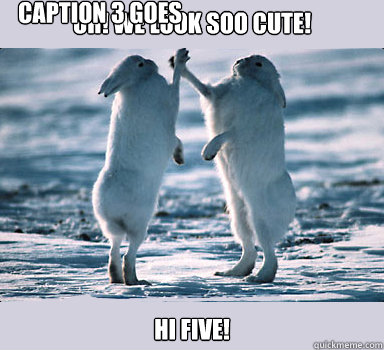 OH! We look soo cute! Hi five! Caption 3 goes here  Bunny Bros
