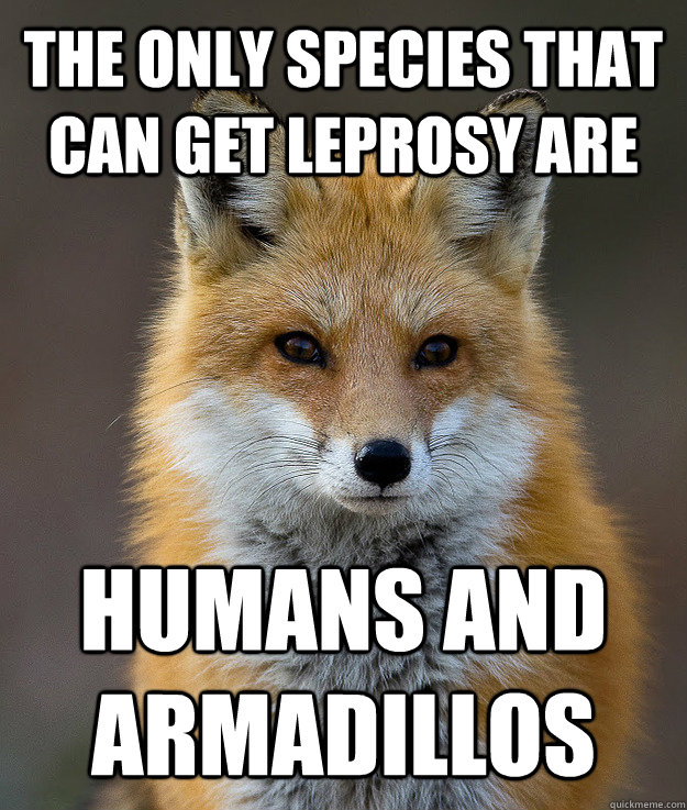 The only species that can get leprosy are humans and armadillos  Fun Fact Fox