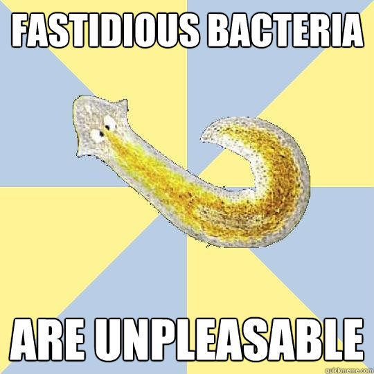 fastidious bacteria are unpleasable - fastidious bacteria are unpleasable  Bio Major Planarian