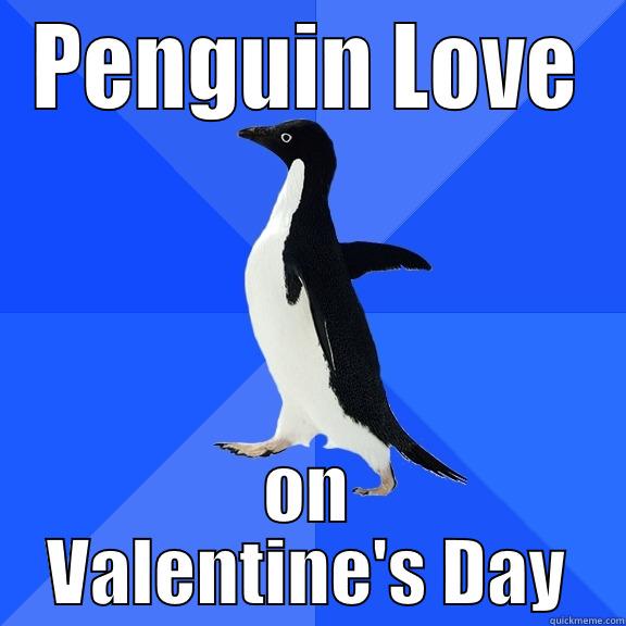 PENGUIN LOVE ON VALENTINE'S DAY Socially Awkward Penguin