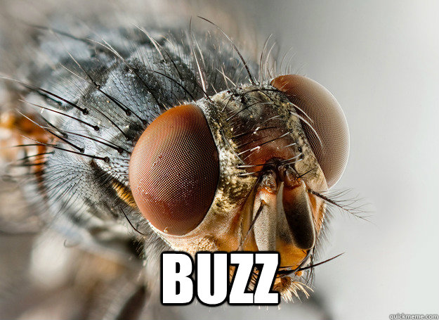  buzz  Scumbag Fly