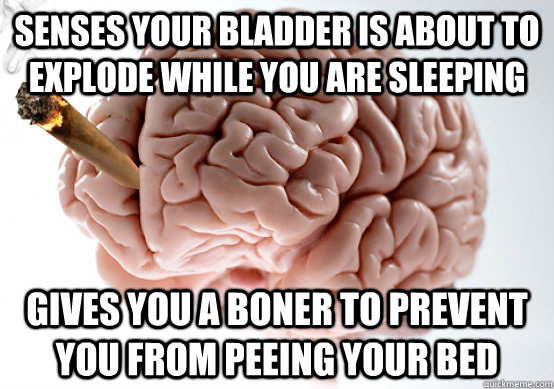 senses your bladder is about to explode while you are sleeping gives you a boner to prevent you from peeing your bed - senses your bladder is about to explode while you are sleeping gives you a boner to prevent you from peeing your bed  Good Guy Brain