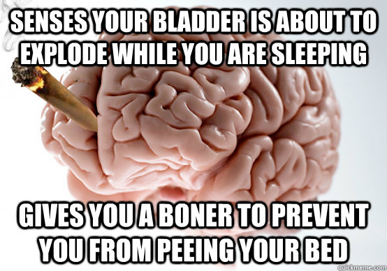 senses your bladder is about to explode while you are sleeping gives you a boner to prevent you from peeing your bed  Good Guy Brain