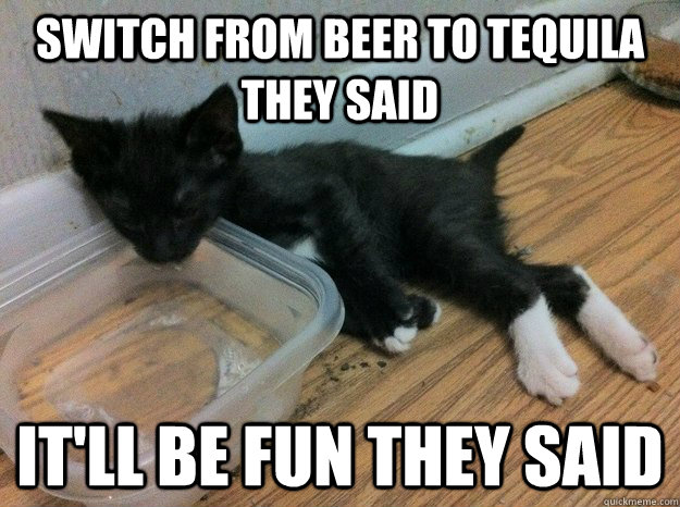 Switch from beer to tequila they said It'll be fun they said - Switch from beer to tequila they said It'll be fun they said  Hungover kitty
