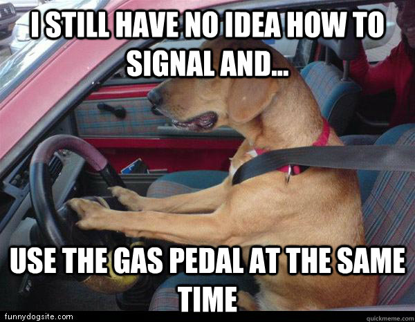 I still have no idea how to signal and... use the gas pedal at the same time  Clueless American Driver