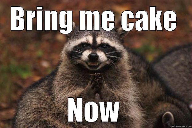 BRING ME CAKE NOW Evil Plotting Raccoon