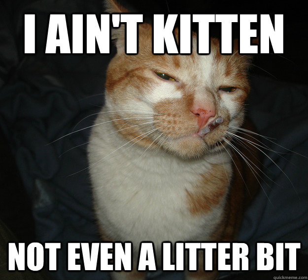 I Ain't kitten not even a litter bit  Cool Cat Craig