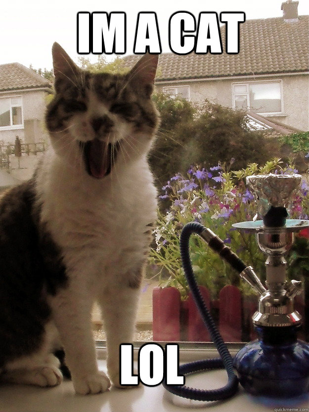 im a cat lol  easily entertained stoner cat