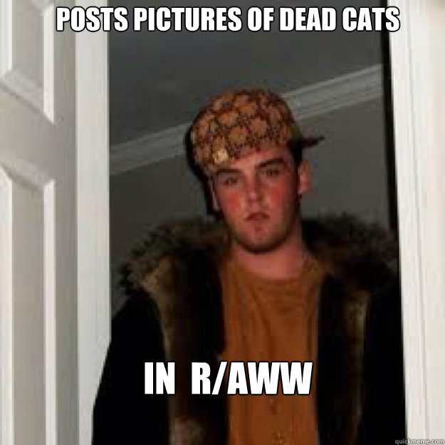 Posts pictures of dead cats In  R/AWW - Posts pictures of dead cats In  R/AWW  scmbagstevie