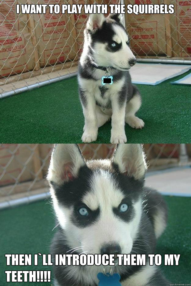 I want to play with the squirrels THEN I`LL INTRODUCE THEM TO MY TEETH!!!!  Insanity puppy